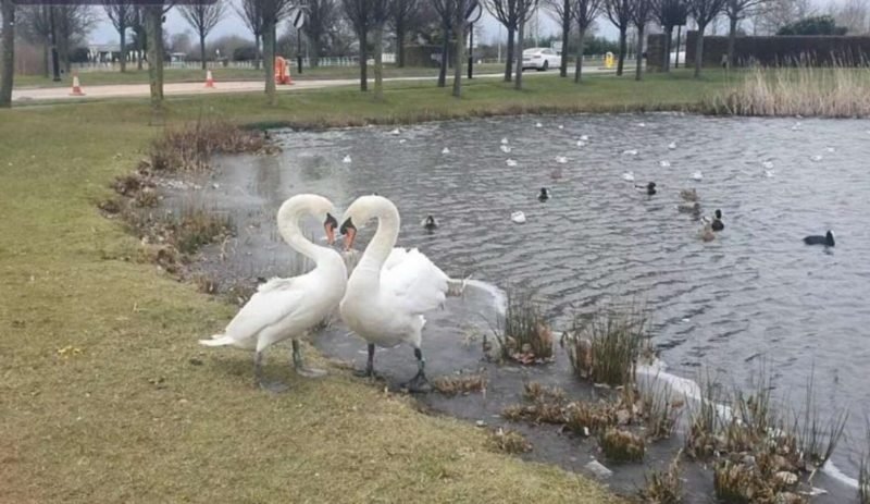 Two lovely and loyal swans have a heartwarming reunion after a short time of separation