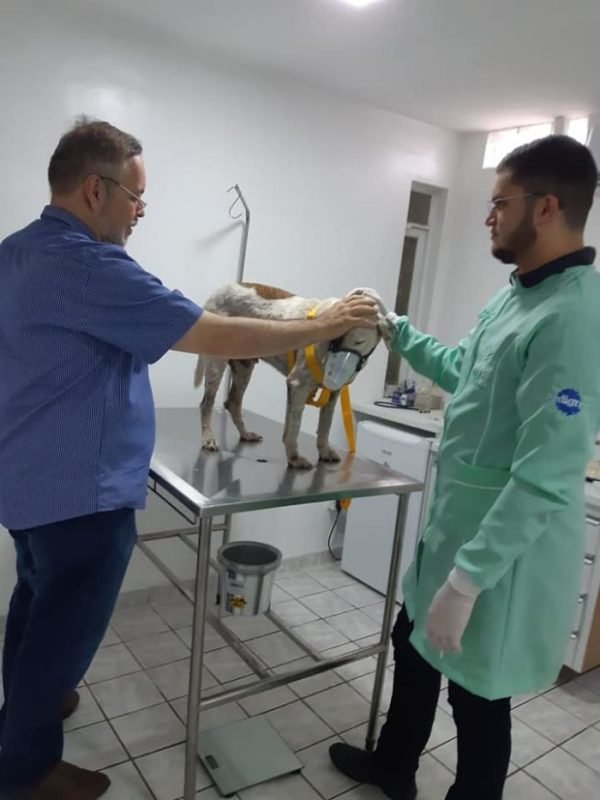 A good-natured Brazilian priest and dedicated animal lover lets stray dogs into his church with the hope they would get adopted