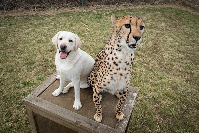 Cheetahs are incredibly shy animals with serious social problems, so they need cheerful dogs as companions