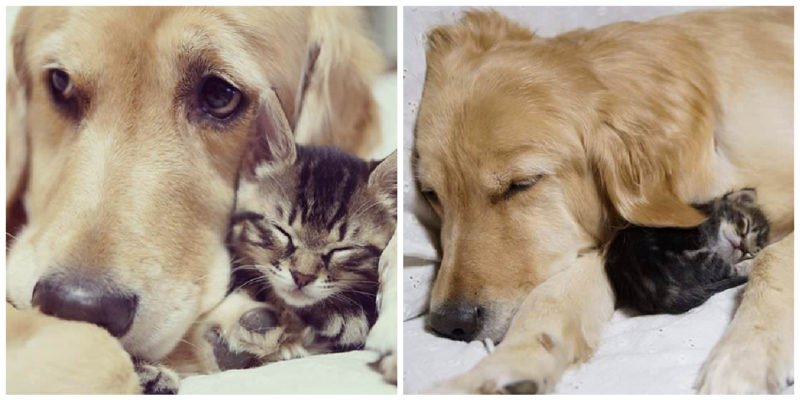 Golden Retriever with a big heart falls in love with a tiny rescued kitten who was abandoned by her mom