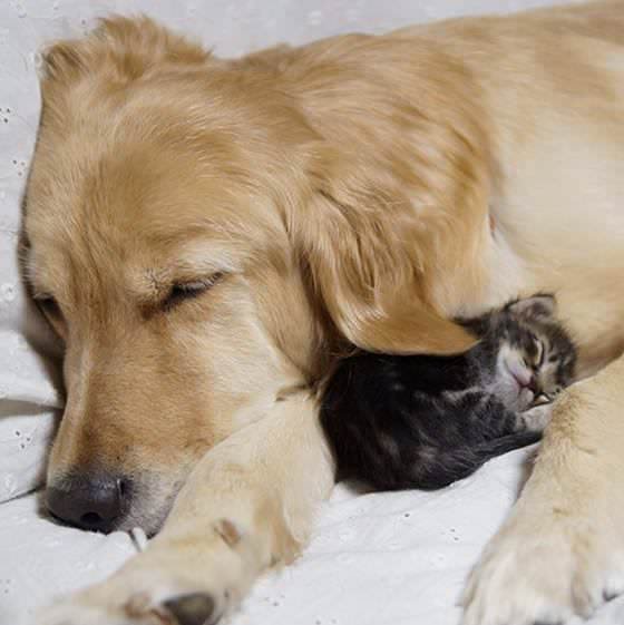 Golden Retriever with a big heart falls in love with a tiny rescued kitten who was abandoned by her mom