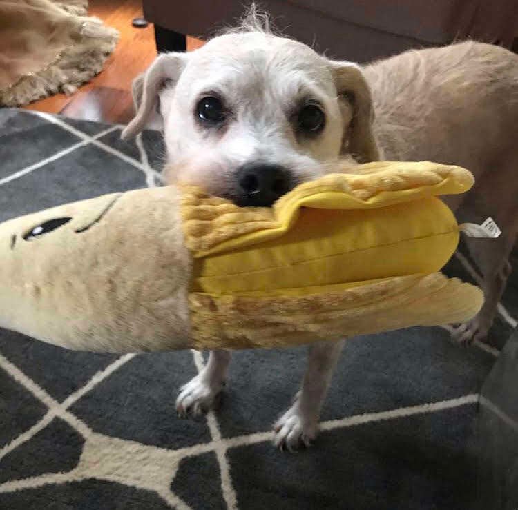 20-year-old dog still loves to snuggle with her stuffed banana and show it off whenever someone visits