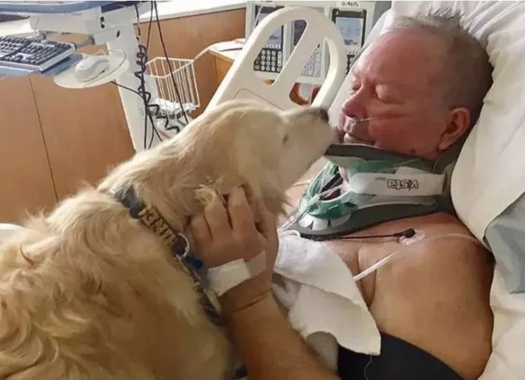 Golden Retriever saves the life of the owner after he slipped on ice, broke his neck and was left to freeze at night