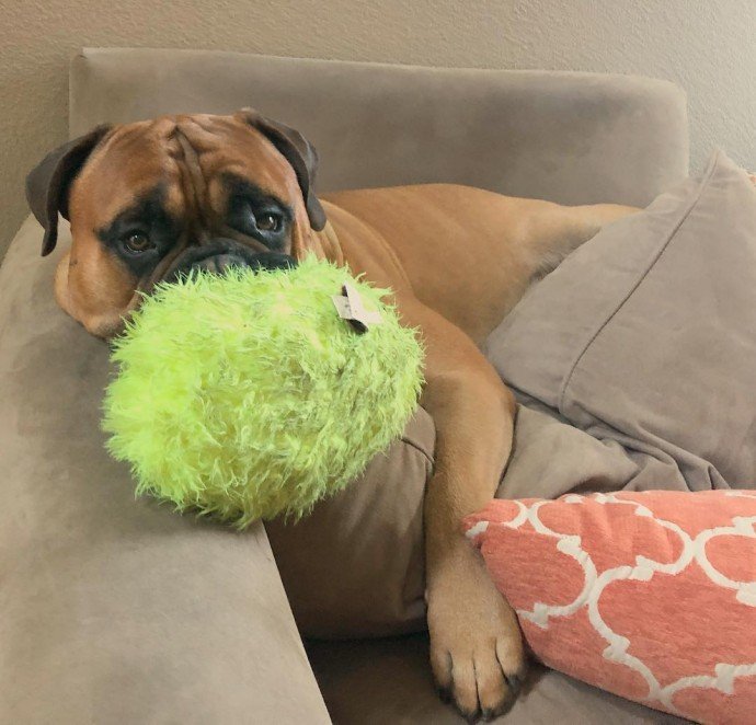 Cute dog shares his favorite fluffy yellow toy with his newborn brother every time he cries