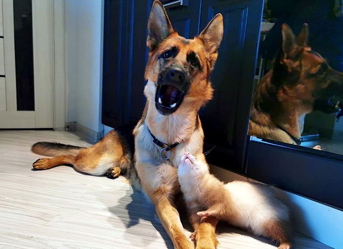 The German Shepherd and the ferret quickly became best friends and now spend all their time playing together