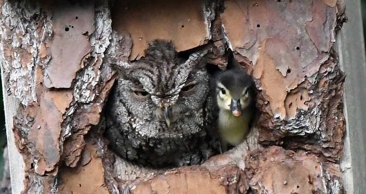 The caring owl became a mother for a lost duckling, mistaking a duck egg for her own