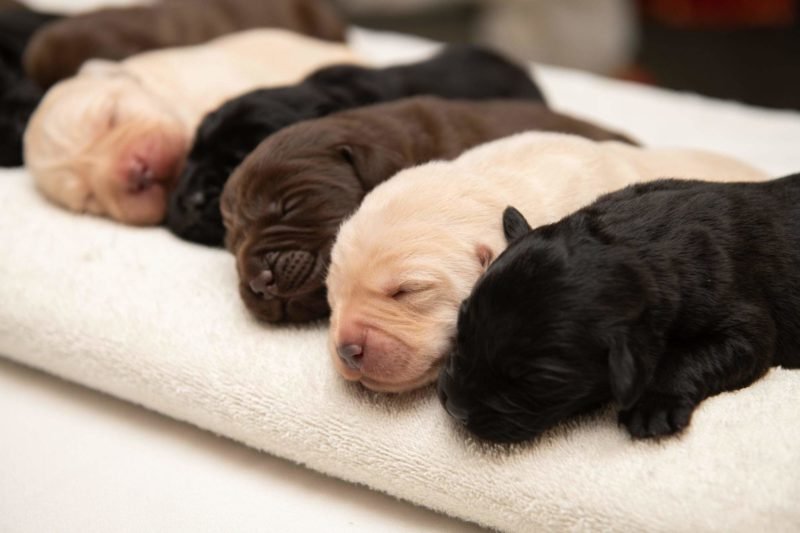 Zola the Labrador retriever gave birth to 10 puppies, a very rare litter of black, yellow, and chocolate Lab pups