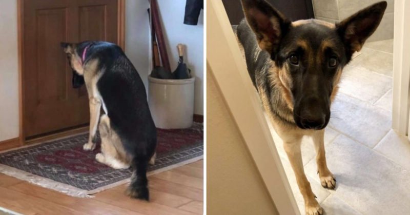 A broken-hearted dog waits impatiently at the door until her owner returns from the hospital